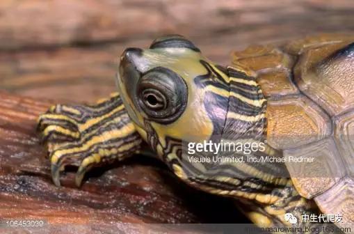 正宗的地图龟,史上最差的地图龟