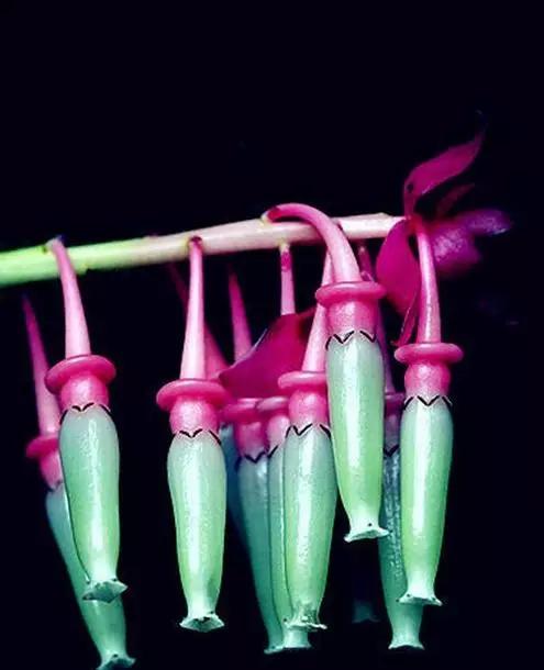 世界上有多少种花朵罕见 (最罕见的十大花朵排行榜)