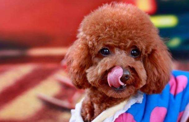 泰迪犬总是舔人嘴巴的5个原因，看完很暖心，别再责骂它了！