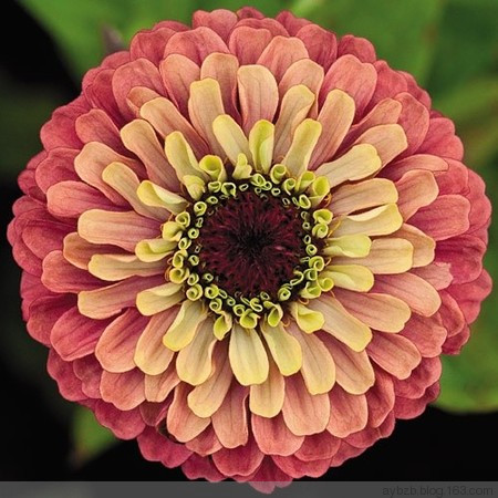 最好记的花名大全,很难得一见的花