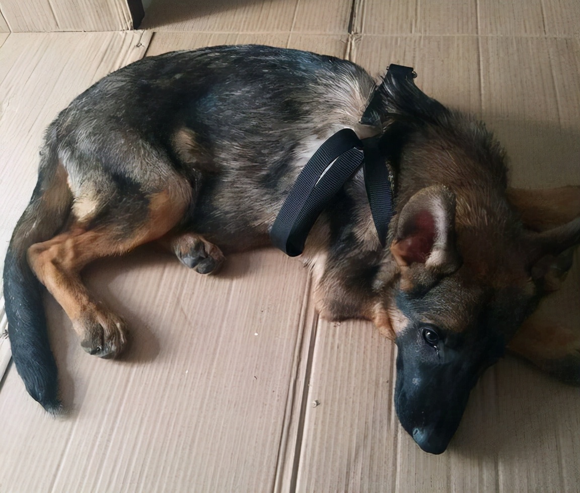 二个月的牧羊犬怎么吃狗粮,成年牧羊犬怎么吃狗粮视频