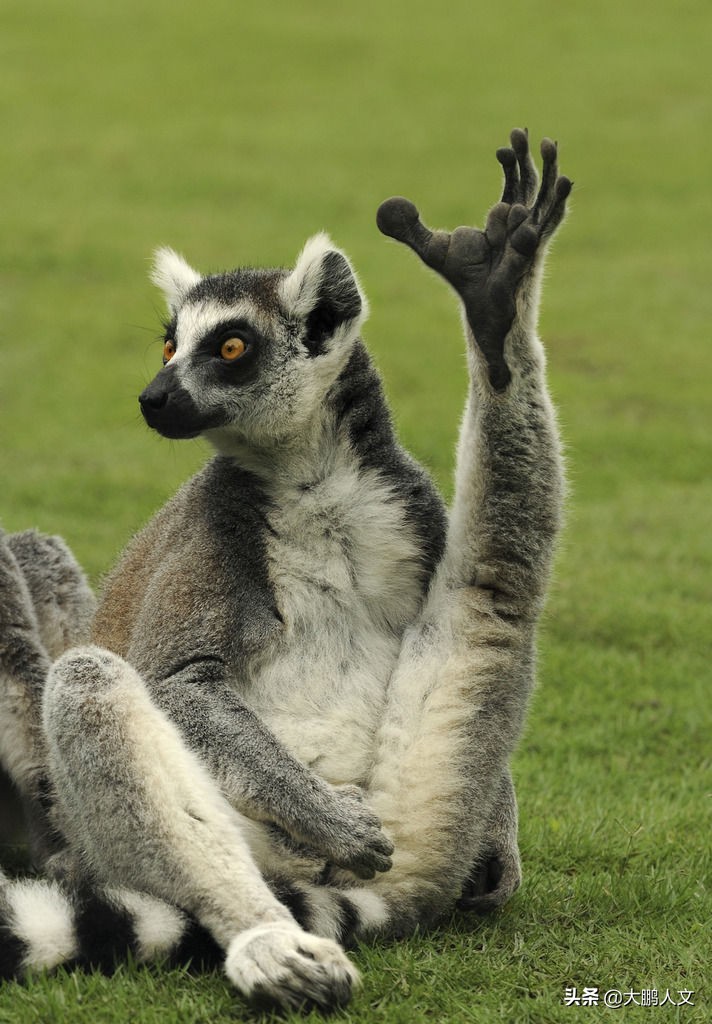 进化趣史(二)——我们是怎么变成这幅模样的