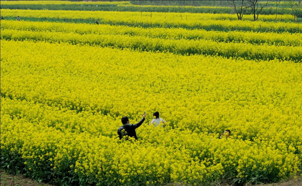 临潼油菜花海美景,阎良石川河哪里有油菜花