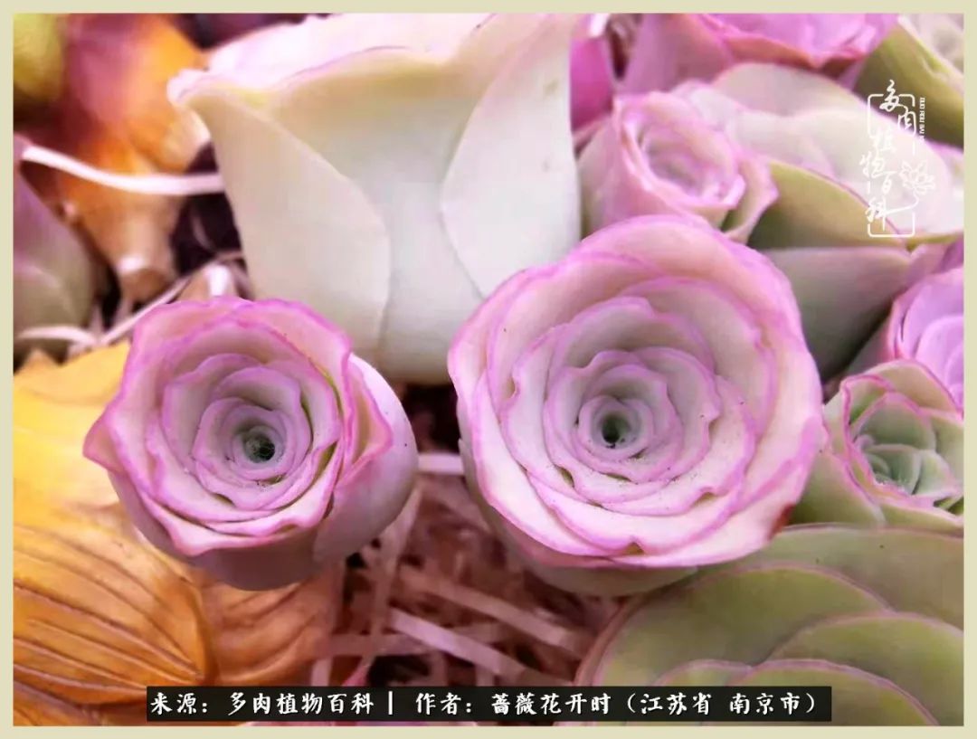 又见颜的妩媚，色的诱惑！这些山地玫瑰礼盒惊艳了眼眸