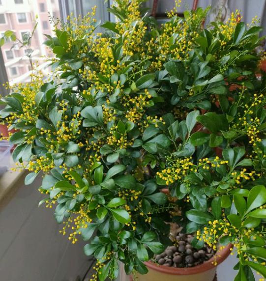 米兰用什么土养殖方法,米兰盆栽的养殖方法和注意事项