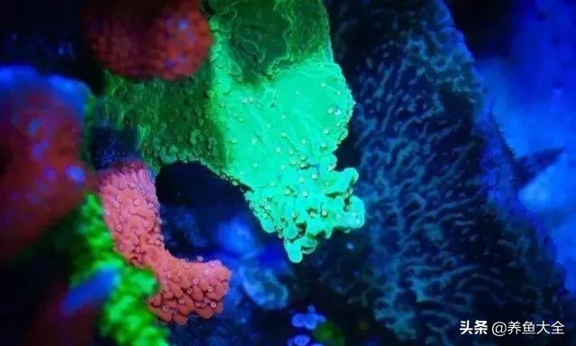 原生缸混养好还是单养好,无蛋分无过滤可以养小丑鱼吗