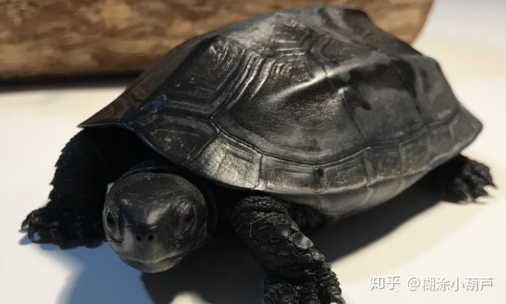 篆书百龟图图片大全,百龟高清图片大全