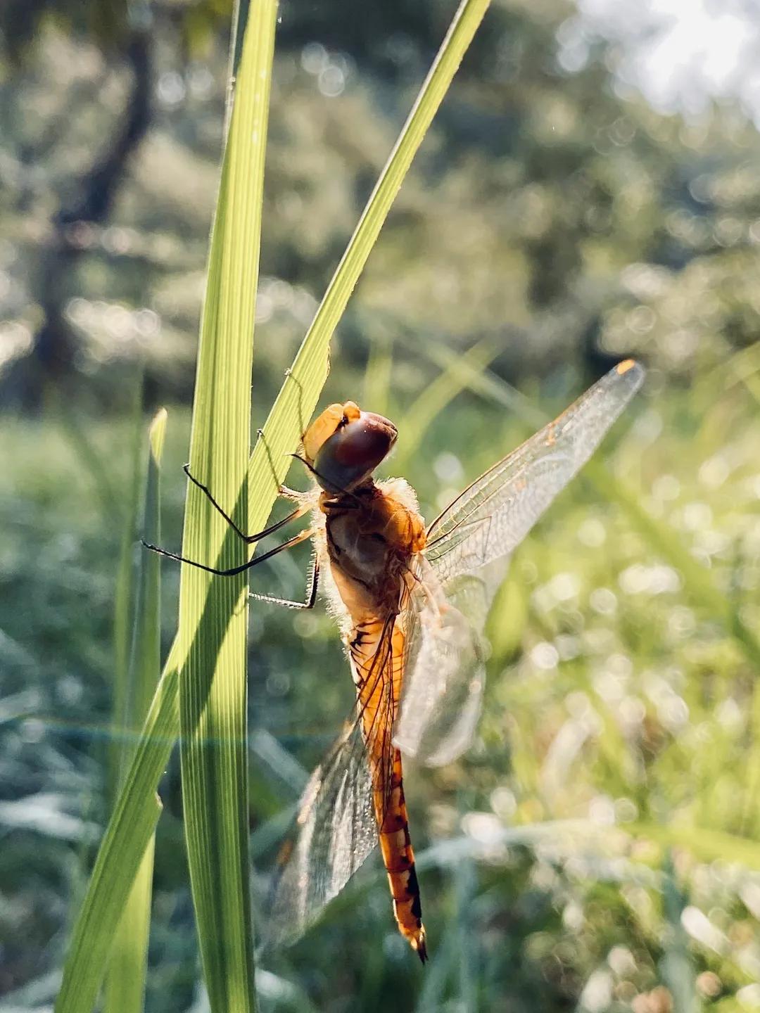 iphone13相机怎么调拍照最好,iphone12pro相机设置