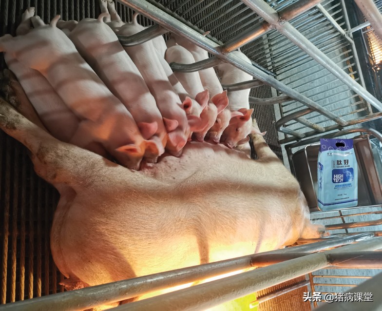 人工授精技术在猪场的应用,养猪场猪的人工授精方法