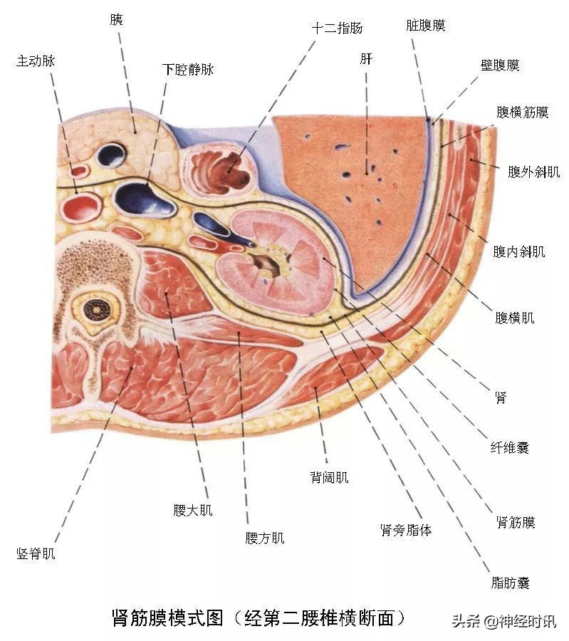 肾脏输尿管膀胱前列腺结构,肾输尿管膀胱解剖示意图