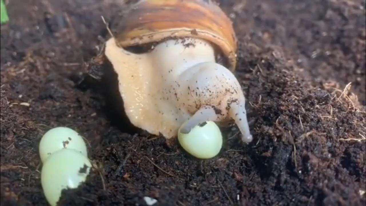 蜗牛有哪些基本知识,蜗牛的舌头有什么特点