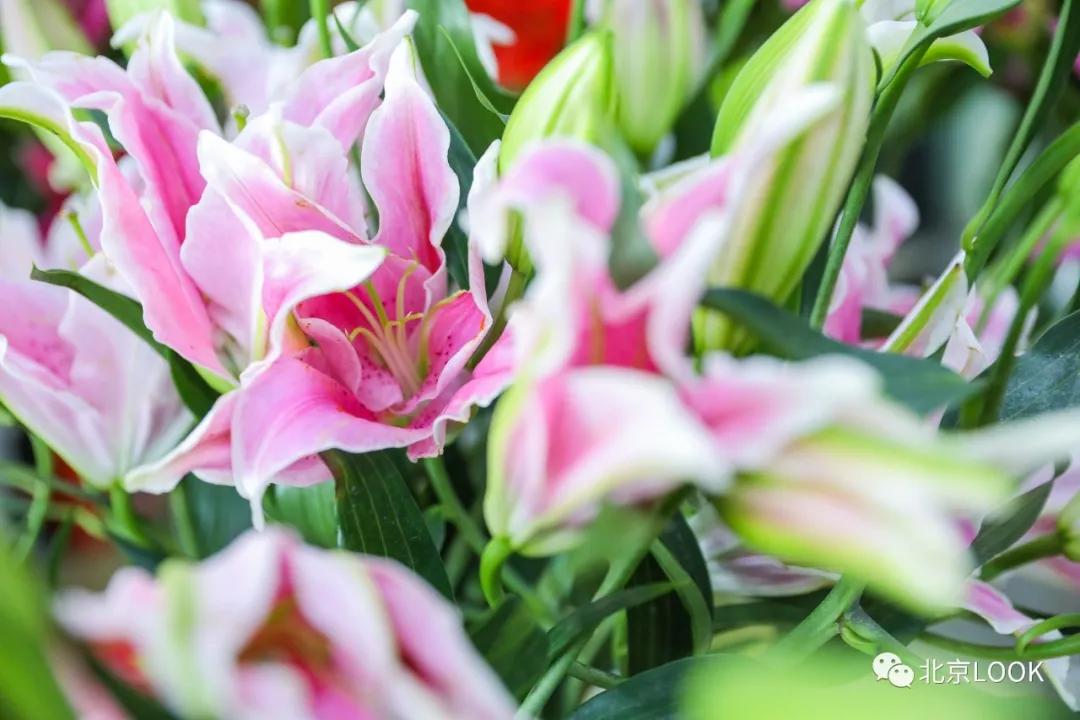 最便宜的北京花市,北京超好逛的花市