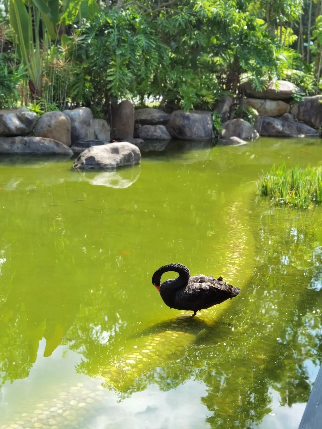 西双版纳3000家酒店，怎么选体验感才最好？