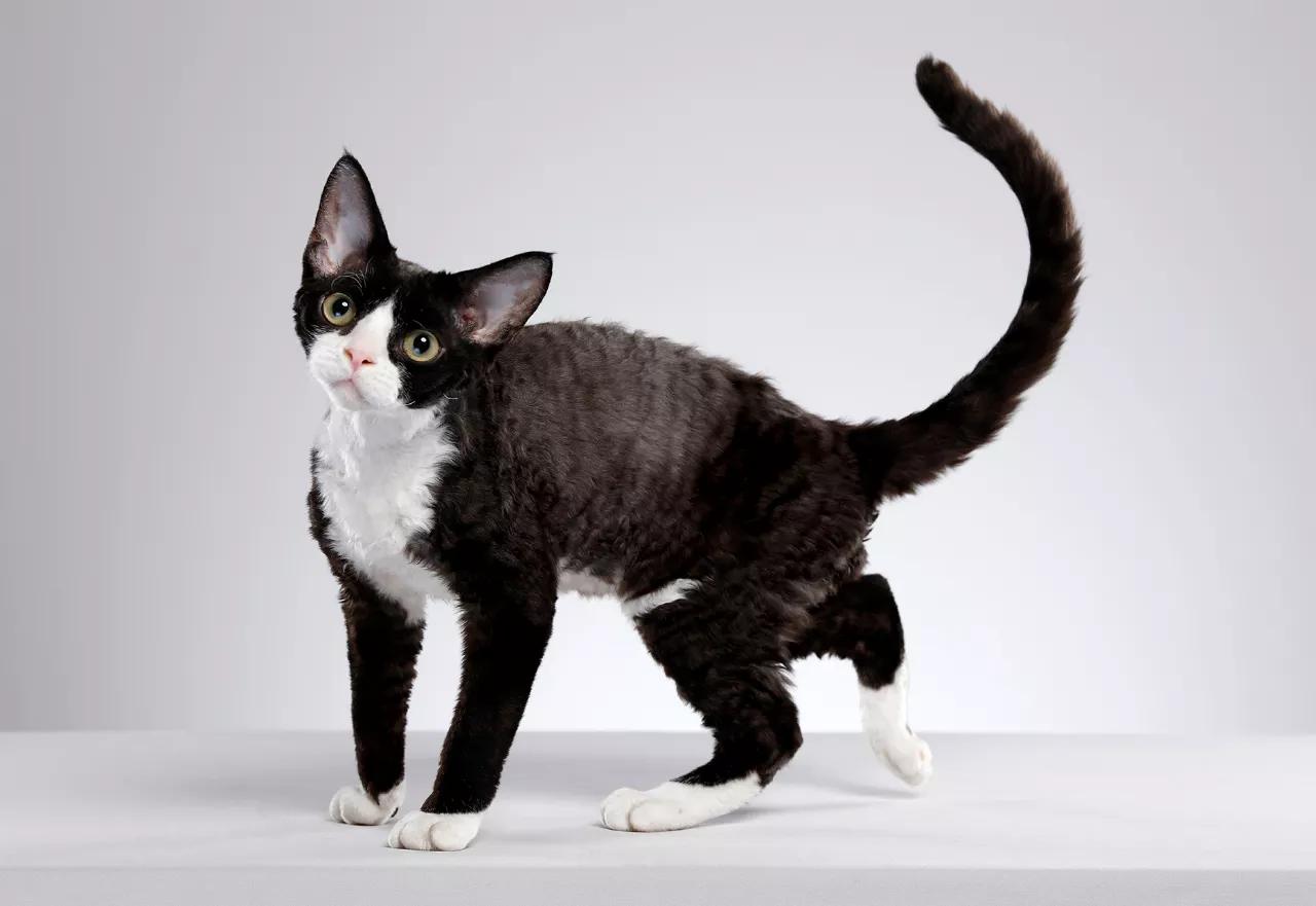 猫舍如何处理猫毛,猫舍买到猫鼻支不退款怎么办