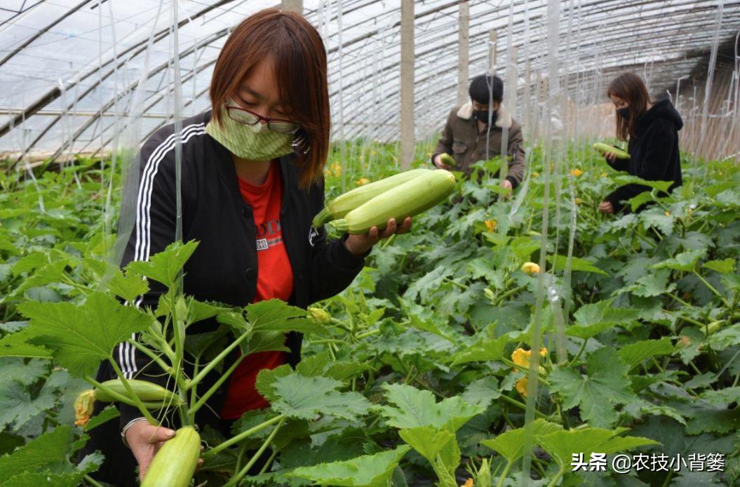 冬季蔬菜低温冻害常发生,14个预防措施、5个补救方法能帮你