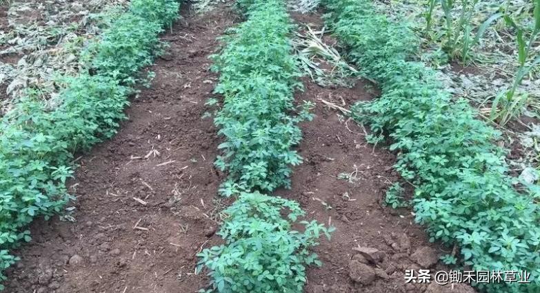 适合盐碱地的植物有哪些,绿化草耐旱品种