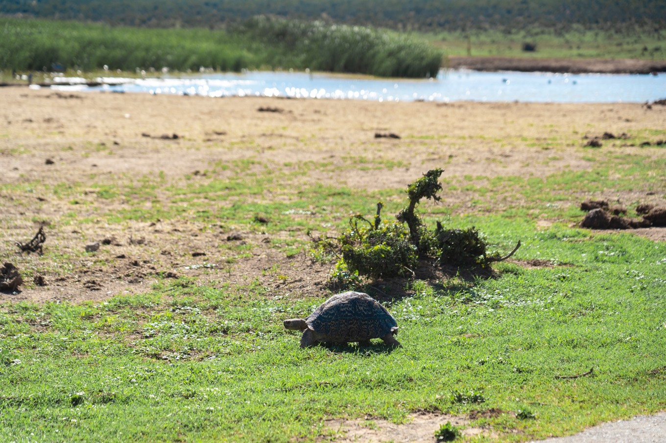 南非自驾游,南非自驾游最新