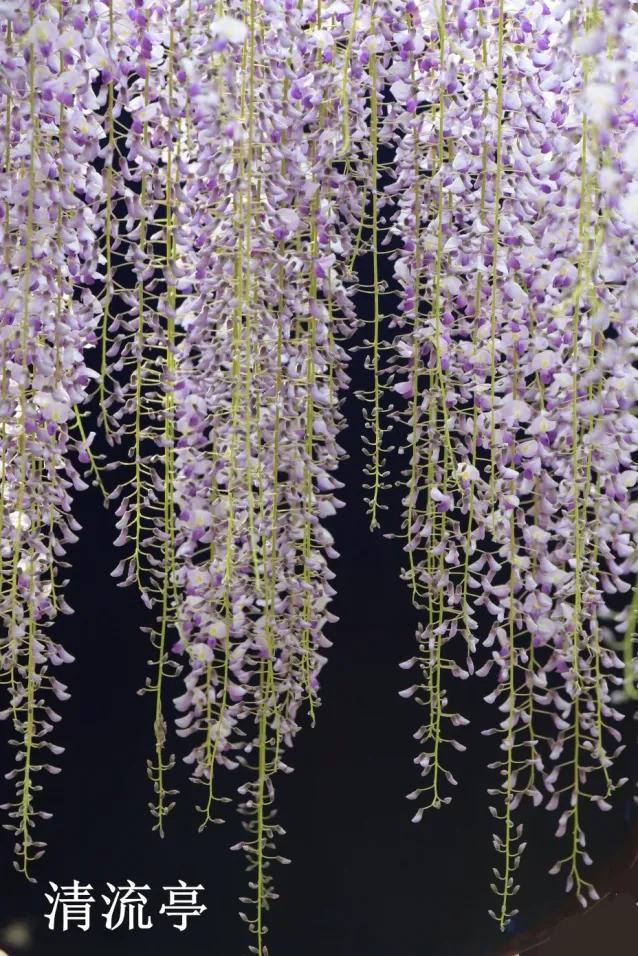 网红古树紫藤花,网红紫藤花