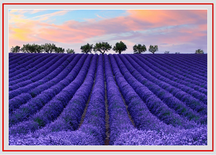拍摄花卉的景深有哪些方法,如何运用和控制花卉摄影的景深