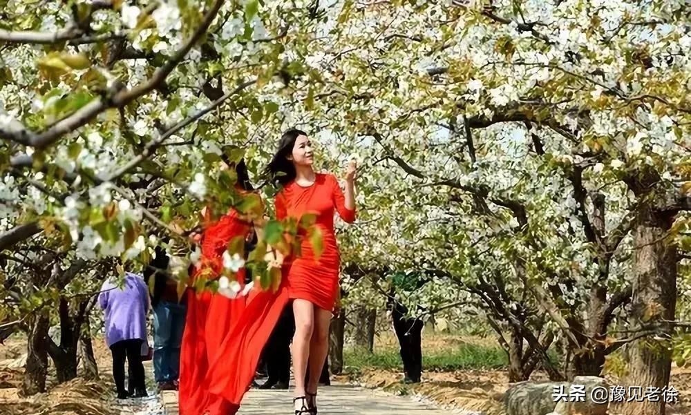 南阳赏花最佳地点,南阳春天赏花的地方有哪些推荐