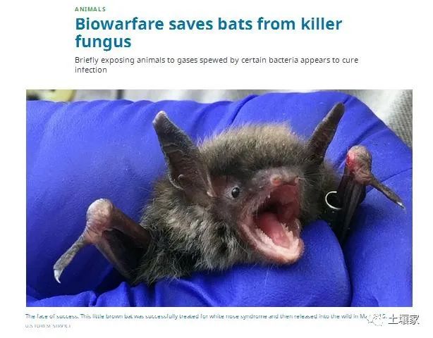 研究人员用香蕉的防霉菌--玫瑰红球菌治疗蝙蝠的白鼻症