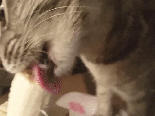 猫属于肉食动物一般不吃什么,猫咪是肉食动物为什么也吃饼干