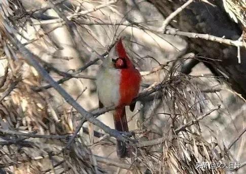 致命的60种动物,这100种动物你都认识吗