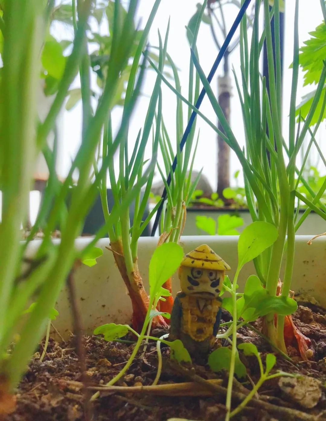 适合懒人家庭种菜100种,家里种菜这3种就够了