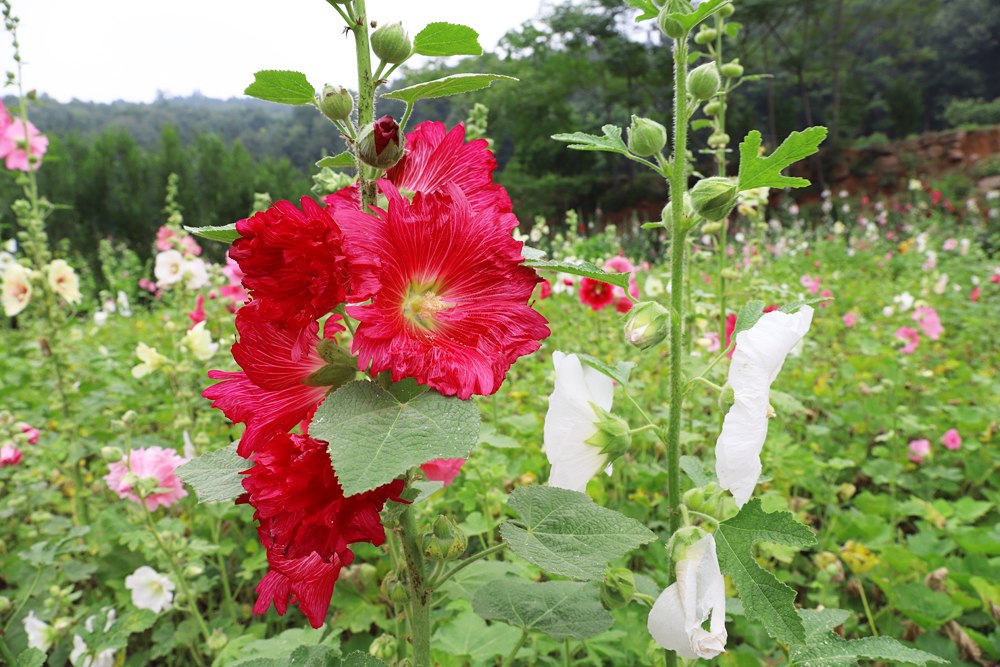 金堂鲜花山谷游记,金堂鲜花山谷蜀葵花盛放