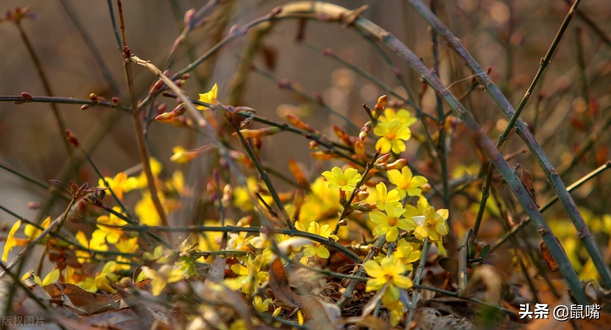 世说新语王徽之译文,广陵散世说新语译文