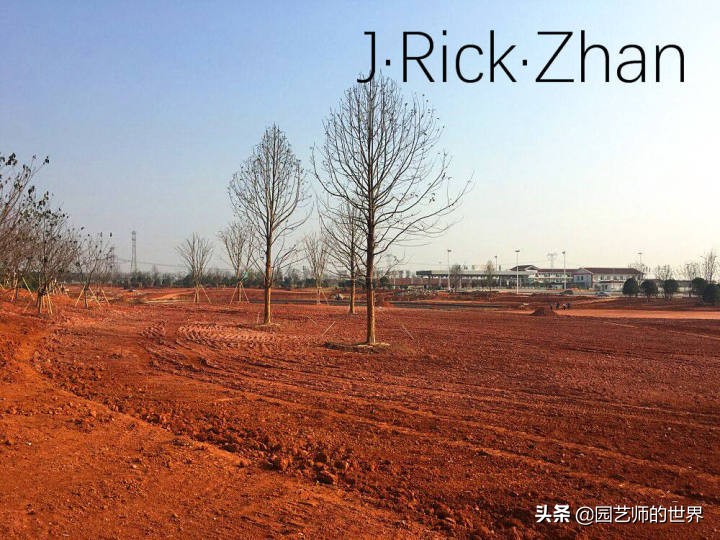 高尔夫果岭草坪家庭院子种植,麦冬草坪种植方法和注意事项