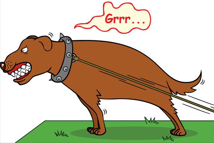 狗狗对着空无一人的地方,狗狗对着空无一人叫