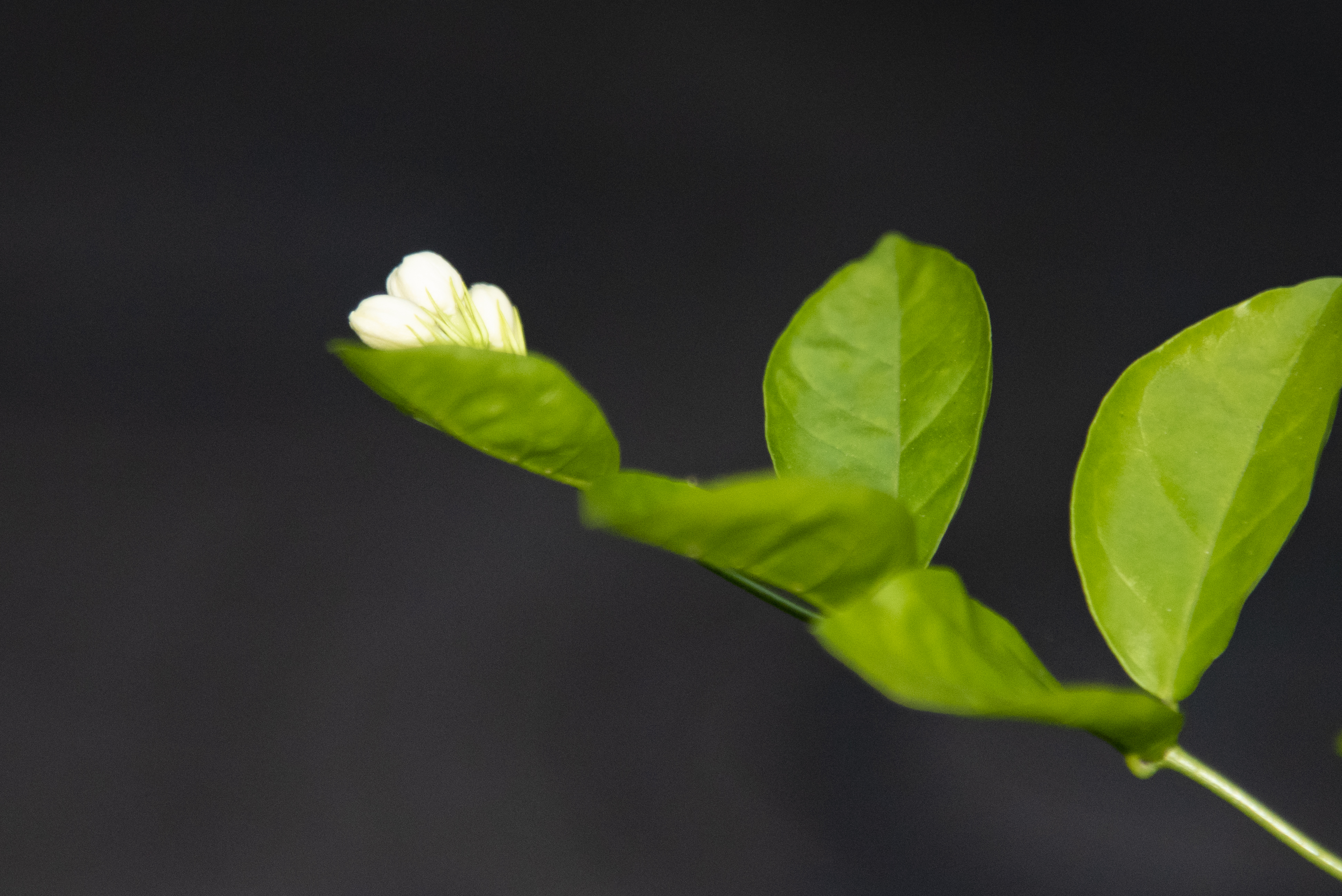 内置闪光灯和外置闪光灯拍摄效果,摄影中的闪光灯怎么玩