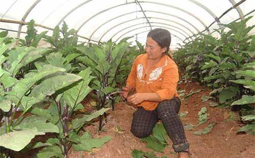 茄子怎么种才能结的又多又大 (茄子怎么种才结的多)