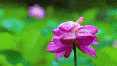 为何古今皆钟爱并蒂莲图？一片红情绿意，愿生生总开一处