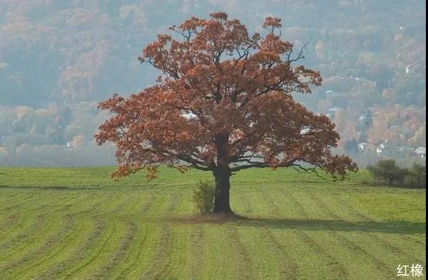 烟熏橡木和红橡的区别,美国红橡和白橡木有什么区别