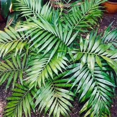 全部金木水火土五行五系植物介绍,五种植物代表五行