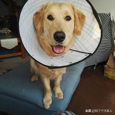 最容易被忽视的病：狗狗昏睡无力可能不是感冒，而是有了寄生虫！