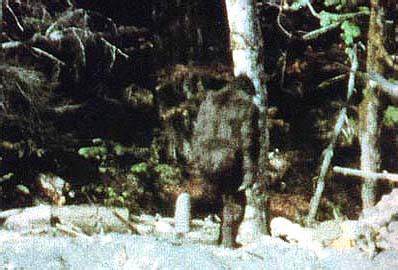 神秘巨兽大脚怪,神秘大脚怪是否真的存在过