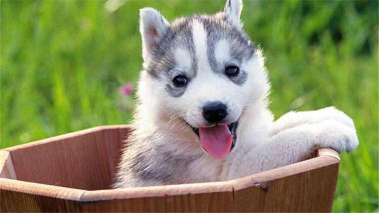 狗狗尿床是什么意思,三个月的狗狗老是尿床有什么问题