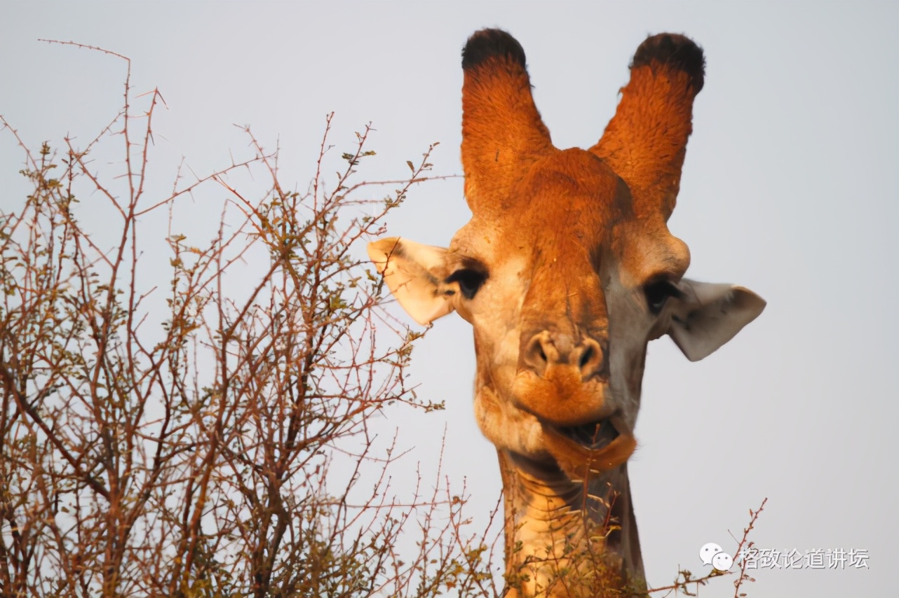 被称为“非洲最强挖掘机”的它，挖洞速度比6个人还快