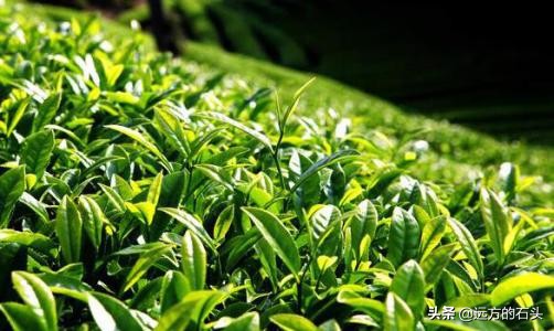 十大名茶贵州哪个茶上榜,贵州好喝的茶叶有哪些