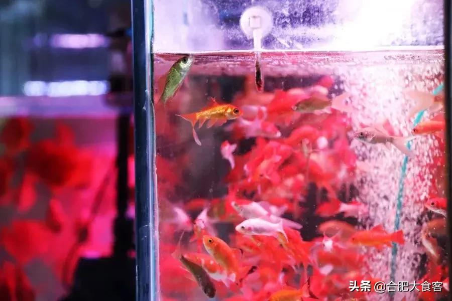 <html>
<head><title>502BadGateway</title></head>
<body>
<center><h1>502BadGateway</h1></center>
<hr><center>nginx</center>
</body>
</html>
<!--apaddingtodisableMSIEandChromefriendlyerrorpage-->
<!--apaddingtodisableMSIEandChromefriendlyerrorpage-->
<!--apaddingtodisableMSIEandChromefriendlyerrorpage-->
<!--apaddingtodisableMSIEandChromefriendlyerrorpage-->
<!--apaddingtodisableMSIEandChromefriendlyerrorpage-->
<!--apaddingtodisableMSIEandChromefriendlyerrorpage-->
