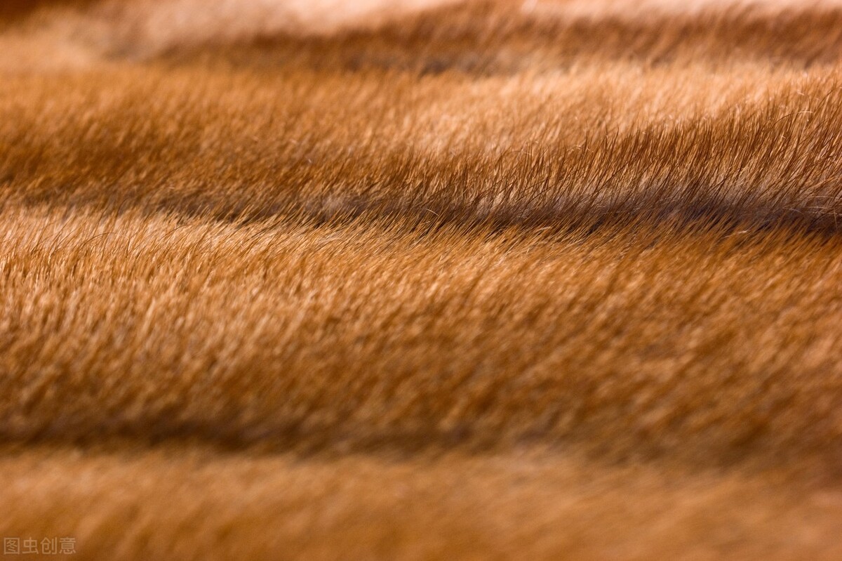 大白鹅和黄鼠狼的天敌,大白鹅和黄鼠狼是天敌吗