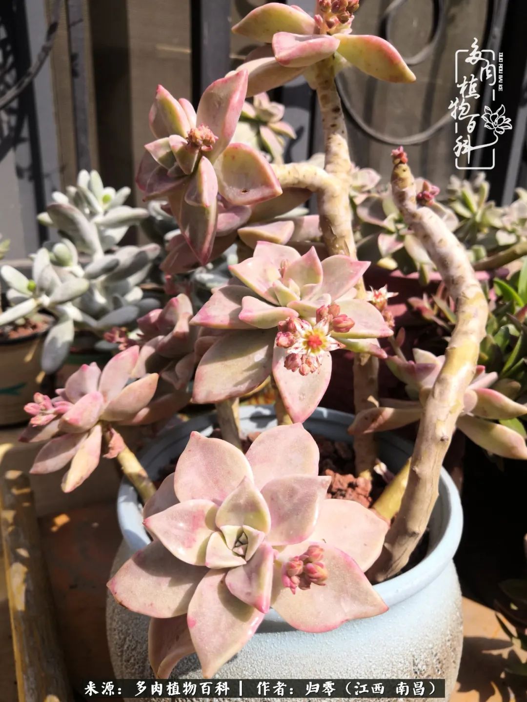 人生转个弯,在小院遇见落入凡间的多肉小精灵