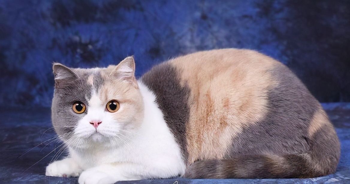 家里养一只英国短毛猫,英国短毛猫和美国短毛猫哪个好养