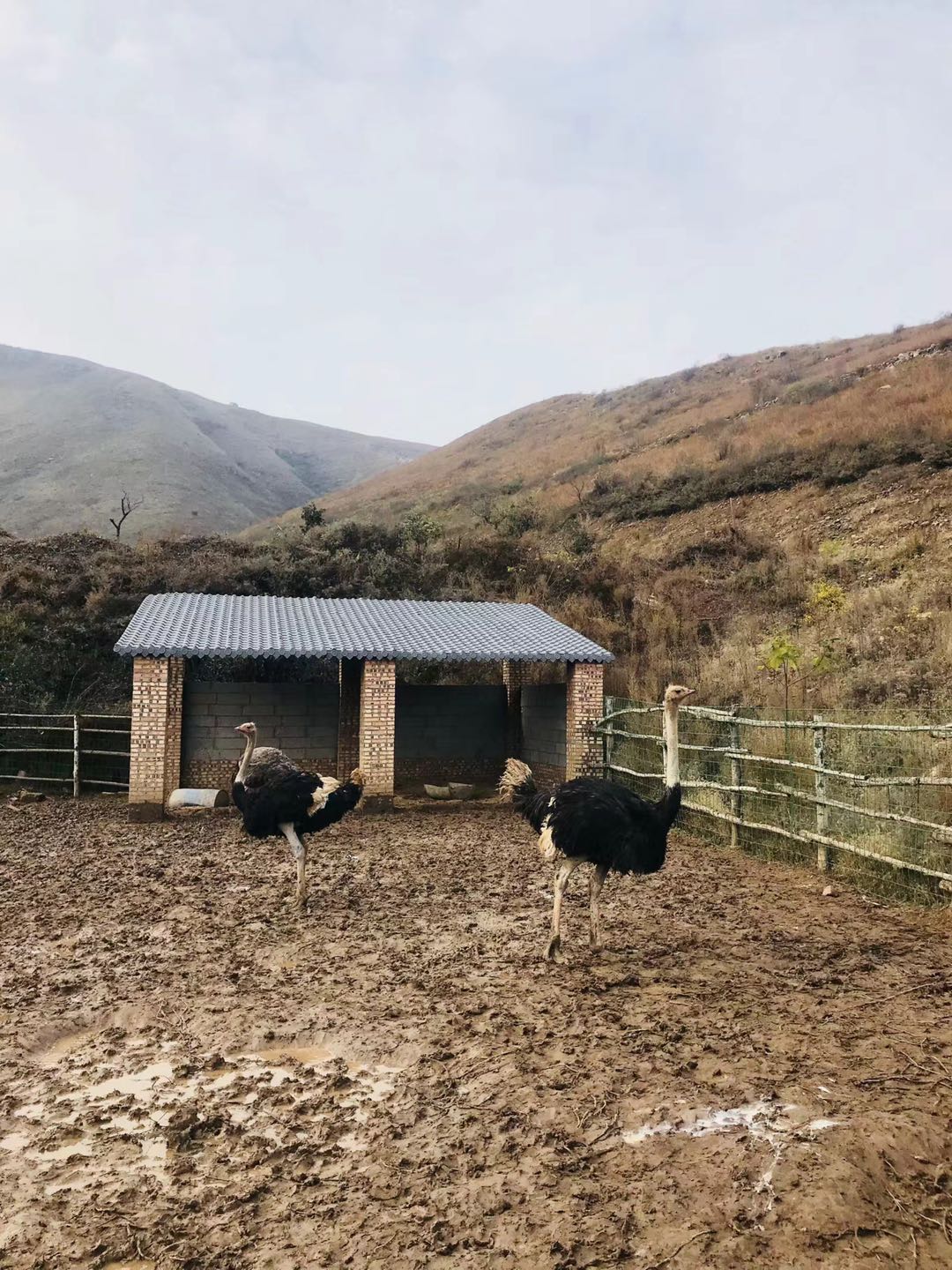 郑州最近山顶草原,离郑州自驾最近的大草原有哪些