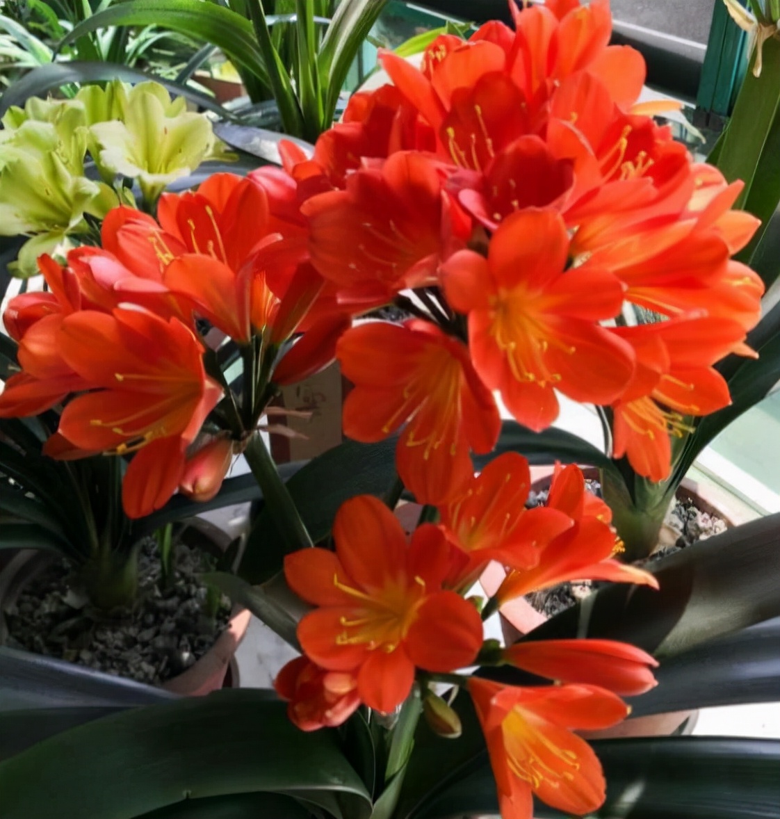 李大姐养君子兰，年年开大花，有吉祥好兆头，原来是她做对5件事