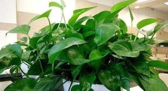 绿萝叶子变黄枯萎是什么原因水培,水培绿萝叶子发黄枯萎怎么补救