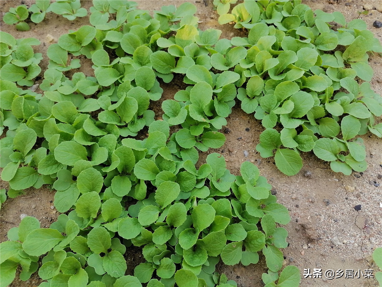 移栽的娃娃菜蔫了,菜苗移栽发黄是怎么回事